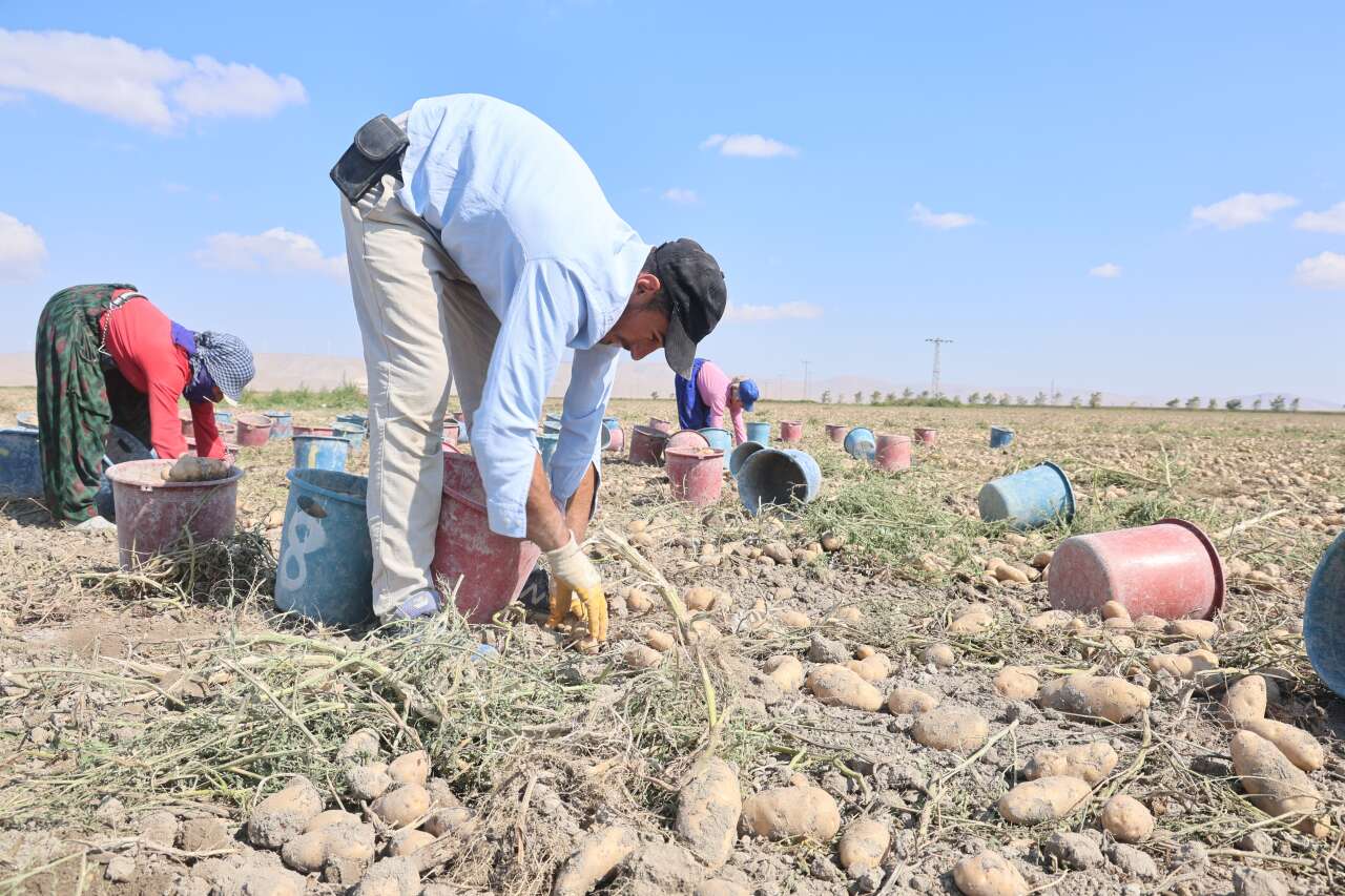 Konya’da 25 bin ton üretimle ithalata meydan okuyor 6